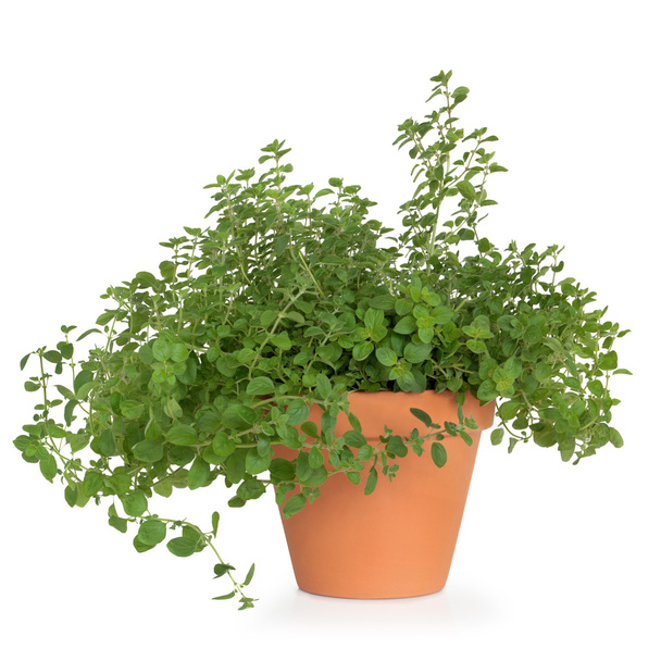 Oregano Herb Plant - Photo, Image