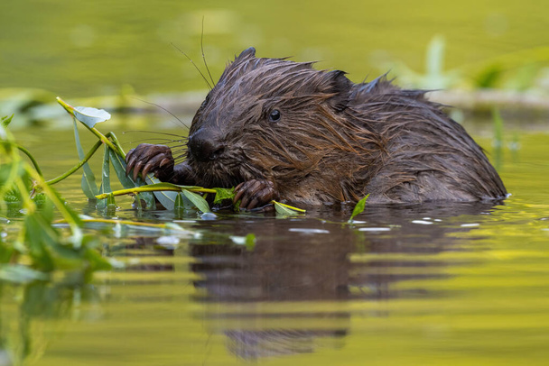 Мокрий євразійський бобер їсть листя в болоті влітку
 - Фото, зображення