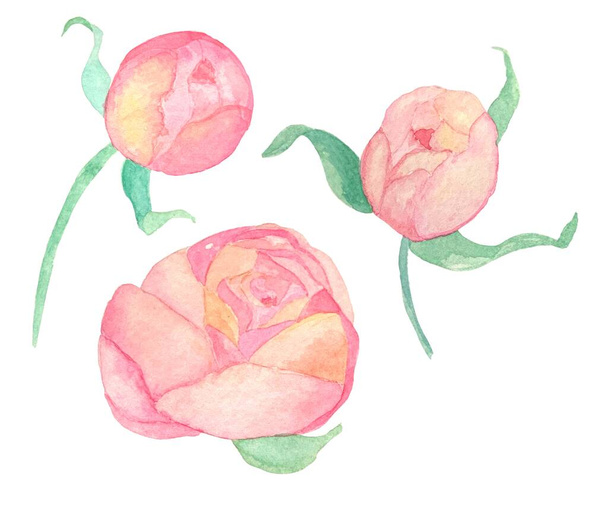 Watercolor illustrations of a pink peony flower on a white background, isolated design elements - Photo, Image