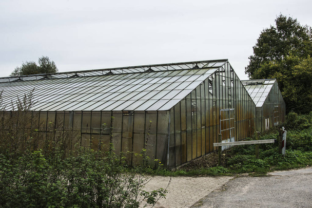 vegetables growing in old greenhouses on a nursery near the little village Hoch Elten in autumn - 写真・画像