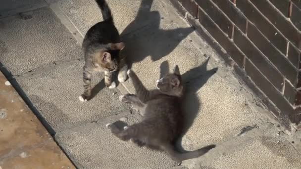 Δύο χαριτωμένα γατάκια παίζουν, μαλώνουν έξω. Αργή κίνηση  - Πλάνα, βίντεο