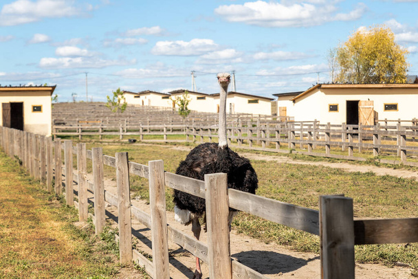 Muchas grandes aves de avestruz africanas caminando en el paddock con valla de madera en el patio de la granja de aves de corral contra el cielo azul en el día soleado. bandada de curioso pájaro hambriento sin vuelo - Foto, imagen