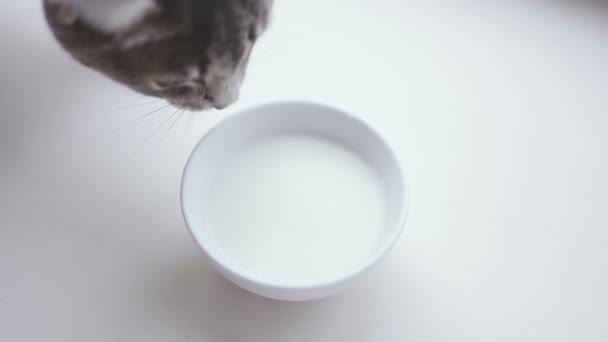 Close up young little kitten eating milkfrom bowl on table on white background with copy space - Imágenes, Vídeo