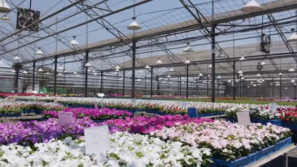 Großes Gärtnerei-Gewächshaus gefüllt mit tausenden bunten Blumen und Pflanzen - Filmmaterial, Video