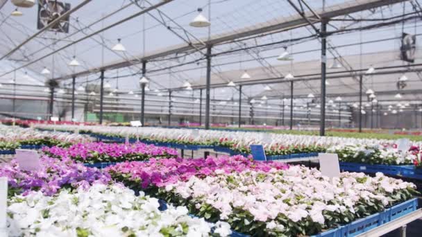 Nagy óvoda üvegház tele több ezer színes virágok és növények - Felvétel, videó