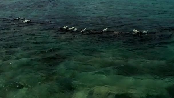 Μια φώκια βρίσκεται πάνω στα βράχια, αναπαύεται μια ζεστή ηλιόλουστη μέρα. Θαλάσσια θηλαστικά με άγρια αυτιά φώκιας στο φυσικό τους περιβάλλον που αναπαύονται στο νησί Sakhalin. - Πλάνα, βίντεο