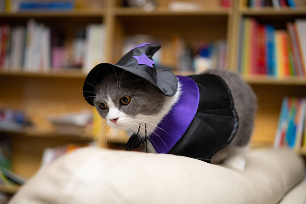 Cadılar Bayramı elbisesi giyen ve oturma odasındaki bir kanepede duran bir İngiliz kısa hava kedisi.  - Fotoğraf, Görsel