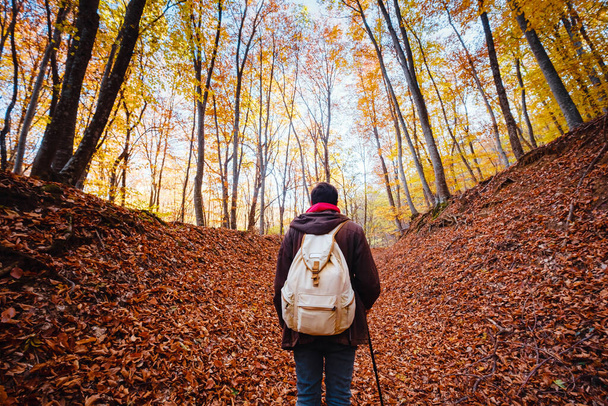 man in autumn woods, fantasy forest landscape - Фото, изображение