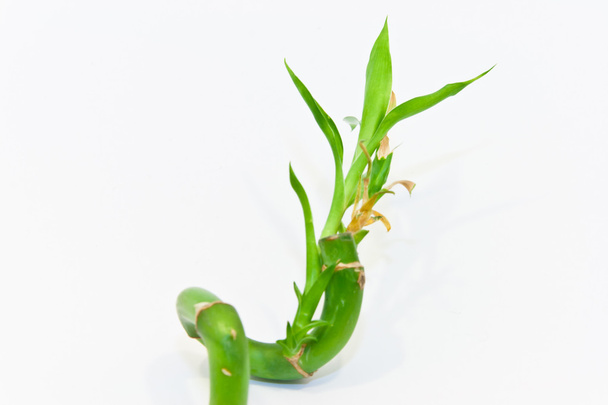 Curly bamboo with leaves - Photo, Image