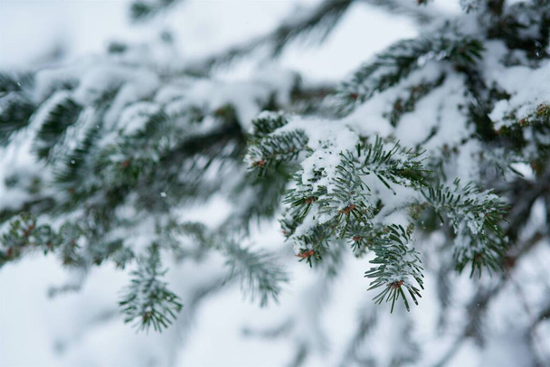 Χειμερινή σκηνή - κλαδιά πεύκου καλυμμένα με χιόνι. Χειμώνας στο δάσος - Φωτογραφία, εικόνα