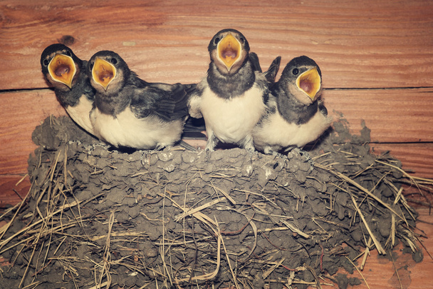 Feed me! veeleisende swallow kuikens voor voedsel bedelen - Foto, afbeelding