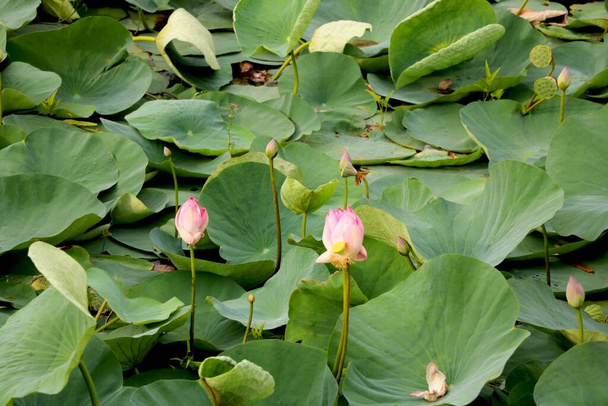 Image of lake of lotus - Photo, Image