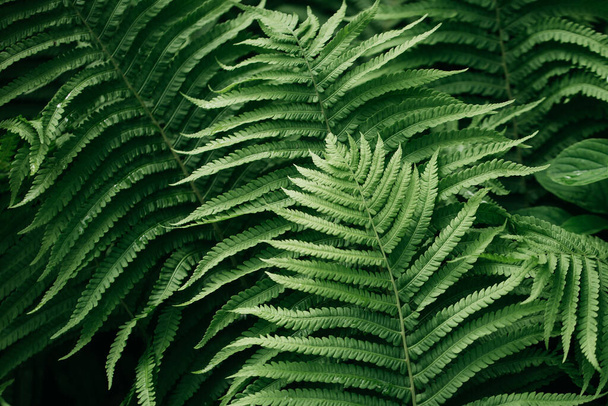 green fern leaves petals background. Vibrant green foliage. Tropical leaf. Exotic forest plant. Botany concept. Ferns jungles close up. jungle atmosphere and calm zen meditation - Fotografie, Obrázek