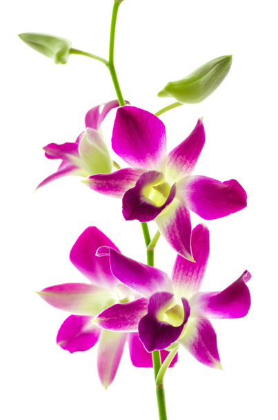 Орхидея изолированный белый фон
 - Фото, изображение