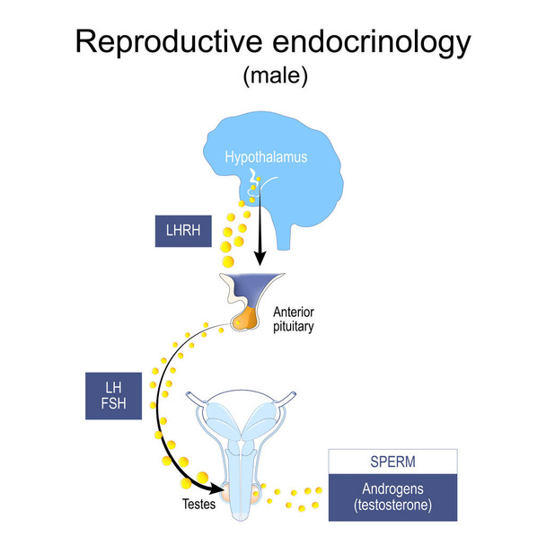 Reproductive endocrinology and infertility. hormonal dysfunctions in males. Endocrine system of reproduction and fertility. hormones of Hypothalamus, pituitary gland, ovaries and Testes. - Vector, Image