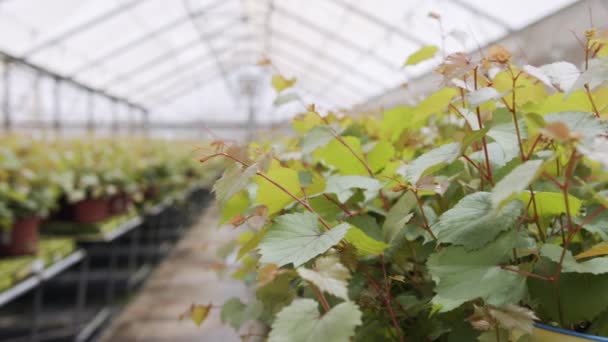 Большой промышленный питомник с органическими растениями, растущими внутри теплицы - Кадры, видео