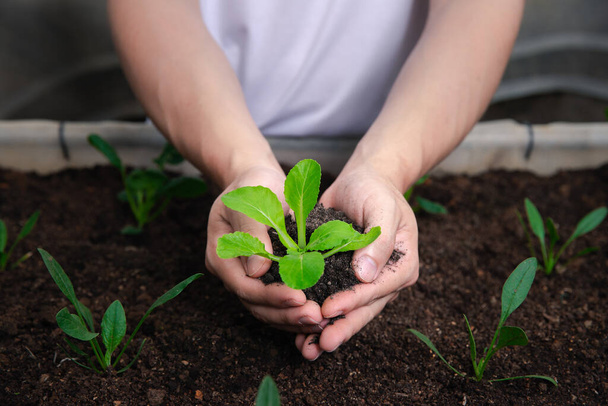 Organikus zöldségek. Mezőgazdasági kezek fiatal bok choy talajjal egy üvegházban. - Fotó, kép