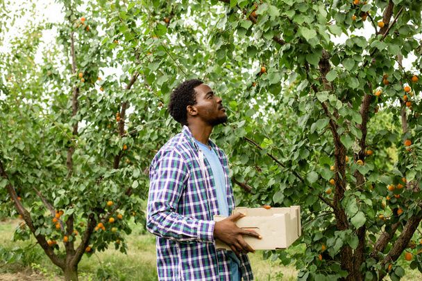 Satisfied farmer holding wooden box with crop - Foto, Imagen