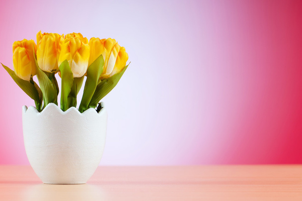 tulipan kolorowy kwiaty w puli biały - Zdjęcie, obraz