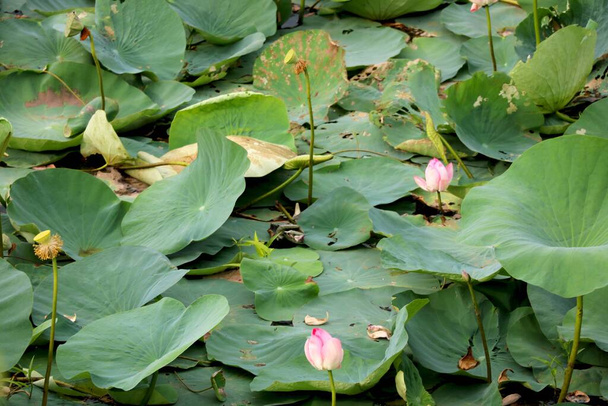 Image of lake of lotus - Photo, Image