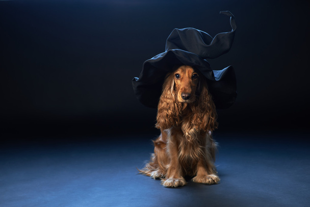 chien assis dans un chapeau de sorcières
 - Photo, image