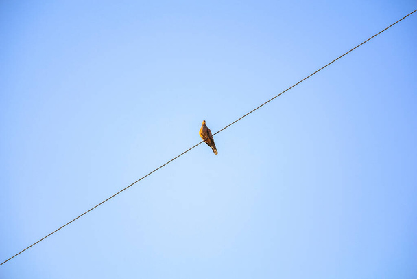 A small bird perched on a wire against the blue sky - Valokuva, kuva