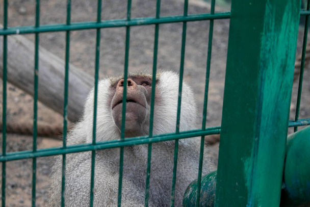 動物園の檻の中の猿は悲しい - 写真・画像