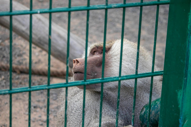 majom szomorú ketrecekben az állatkertben - Fotó, kép