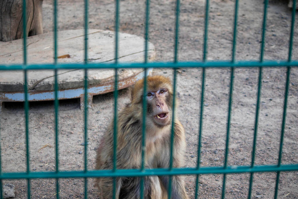 мавпа сумна в клітках в зоопарку
 - Фото, зображення