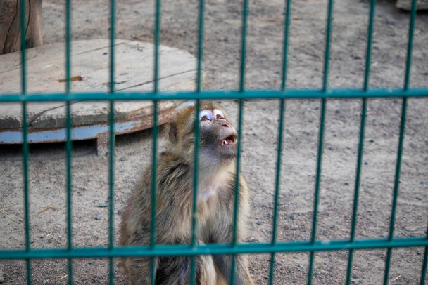 動物園の檻の中の猿は悲しい - 写真・画像