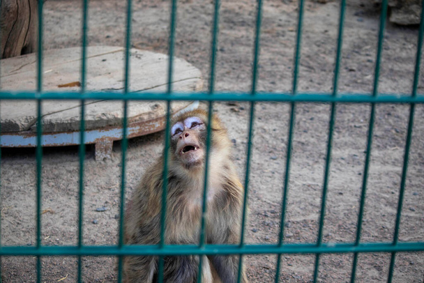 opice smutná v klecích v zoo - Fotografie, Obrázek