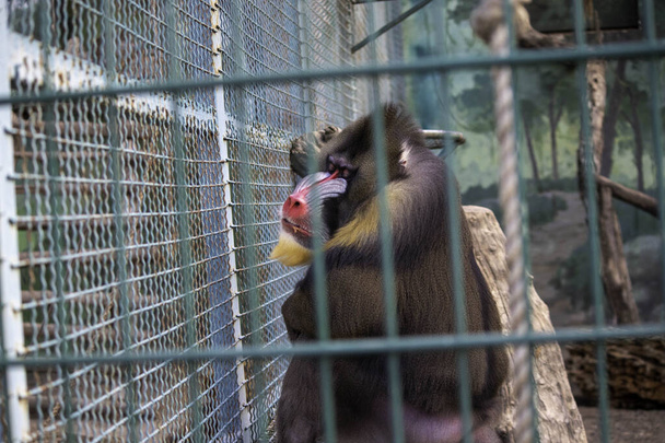 мавпа сумна в клітках в зоопарку
 - Фото, зображення
