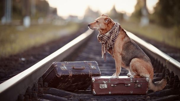 赤い犬のレールにスーツケースに座っています。 - 写真・画像