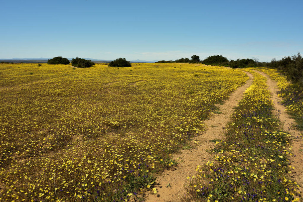 Een jeepspoor dat zijn weg vindt door een bord gele namaqualand madeliefjes in de lente in de Noordkaap van Zuid-Afrika - Foto, afbeelding