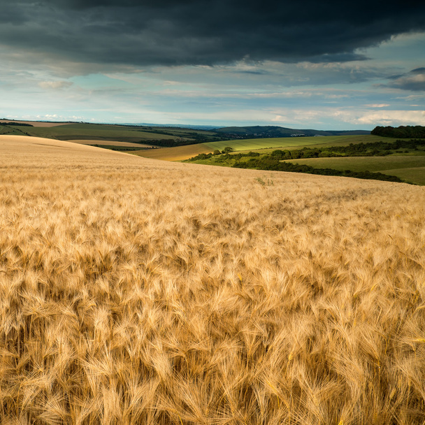 ohromující přírody krajiny pšeničné pole v létě slunce - Fotografie, Obrázek