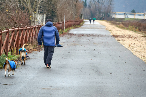 Мужчина, гуляющий с двумя собаками в синих пальто в дождливый зимний день - Фото, изображение