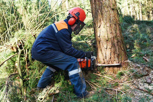 Lumberjack cutting tree in forest - Fotoğraf, Görsel