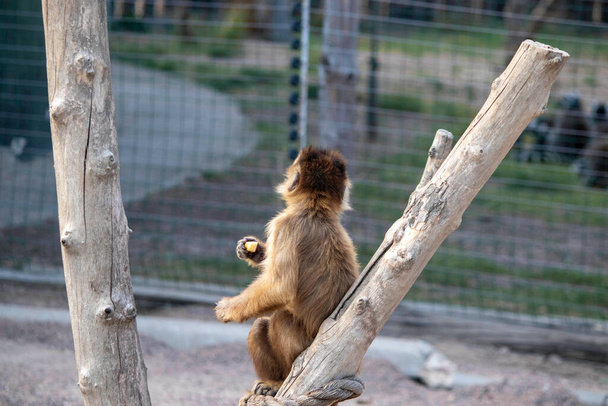 piękna czerwona małpa siedzi na gałęzi i zjada coś w ptaszarni - Zdjęcie, obraz