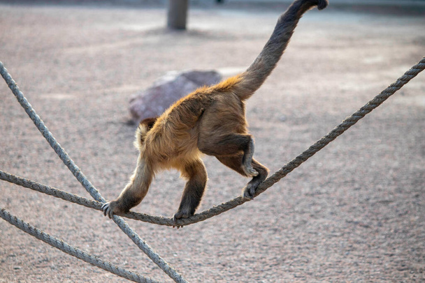 aranyos bolyhos majom sétál egy kötélen, gyömbér majom állatkertekben játszik egy kötélen - Fotó, kép