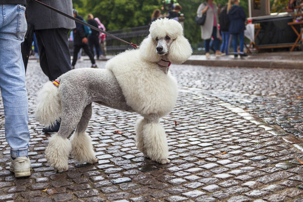 Big handsome white poodle with model hairstyle. Charming big white poodle with beautiful trendy haircut throat - Photo, Image