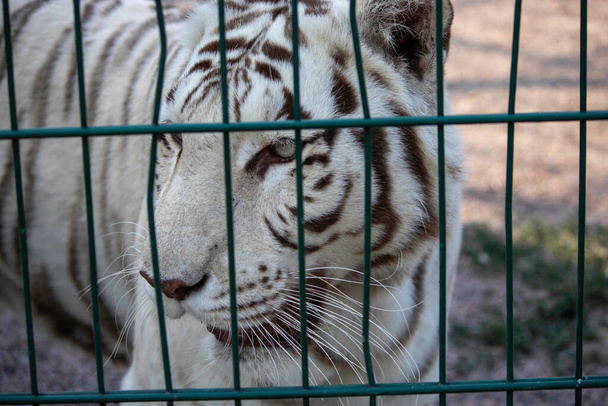 szomorú gyönyörű fehér tigris az állatkertben madárház - Fotó, kép