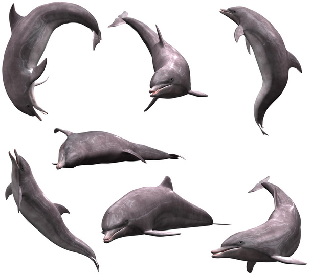 Dolphins - Photo, Image