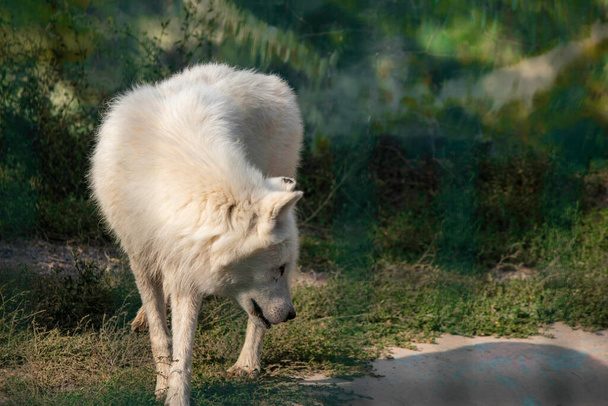white she-wolf walks sadly in the aviary - Photo, image