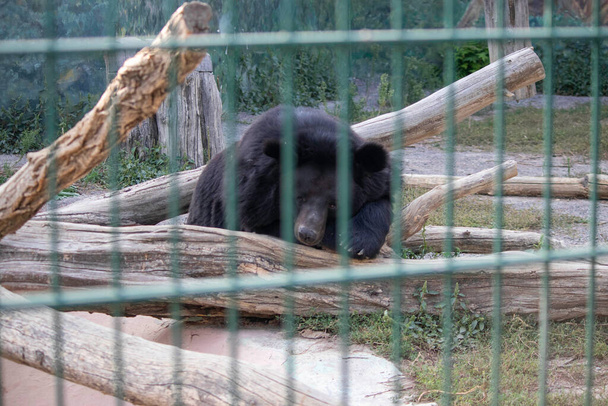 sad bear behind bars in the zoo aviary - Fotoğraf, Görsel