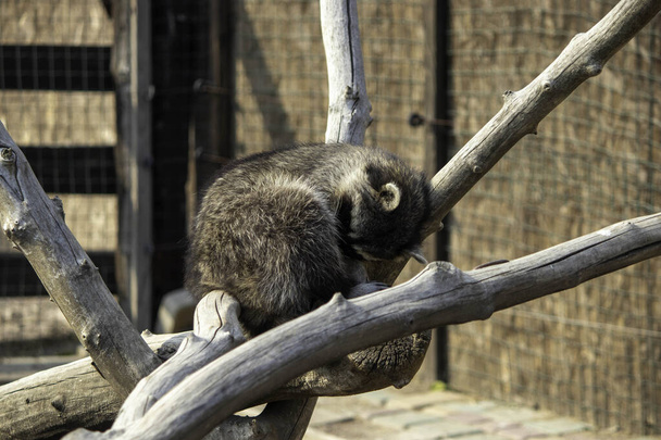 mapache acurrucado en una bola y durmiendo en una rama - Foto, Imagen