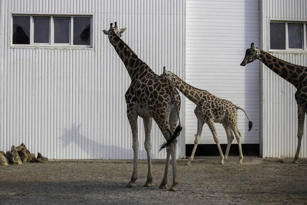 giraffes walk around the enclosure, a small enclosure in the zoo for a giraffe - Φωτογραφία, εικόνα