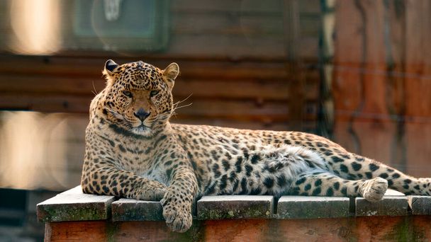 Η λεοπάρδαλη της Άπω Ανατολής και η ζωή της στον ζωολογικό κήπο, ο ζωολογικός κήπος της Ουκρανίας, ένα απειλούμενο είδος θηρευτών. - Φωτογραφία, εικόνα