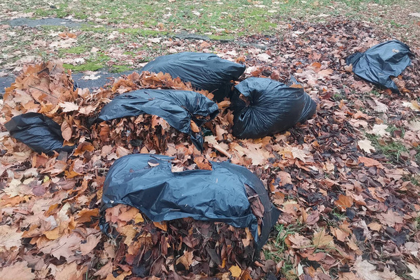 Folhagem de outono em sacos de lixo de plástico. - Foto, Imagem