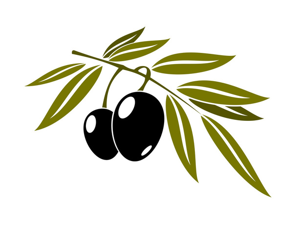 Ramo de azeitonas pretas com folha
  - Vetor, Imagem