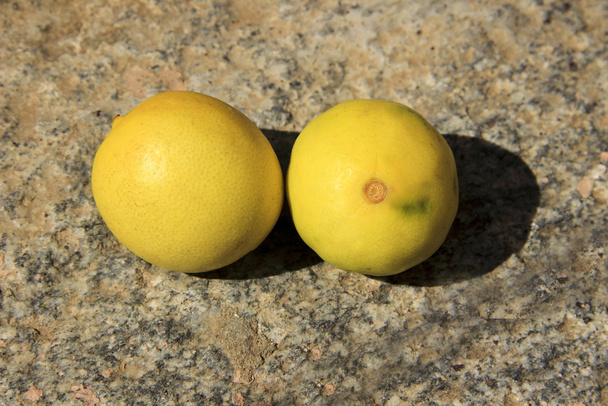 zwei reife Zitronen - Foto, Bild